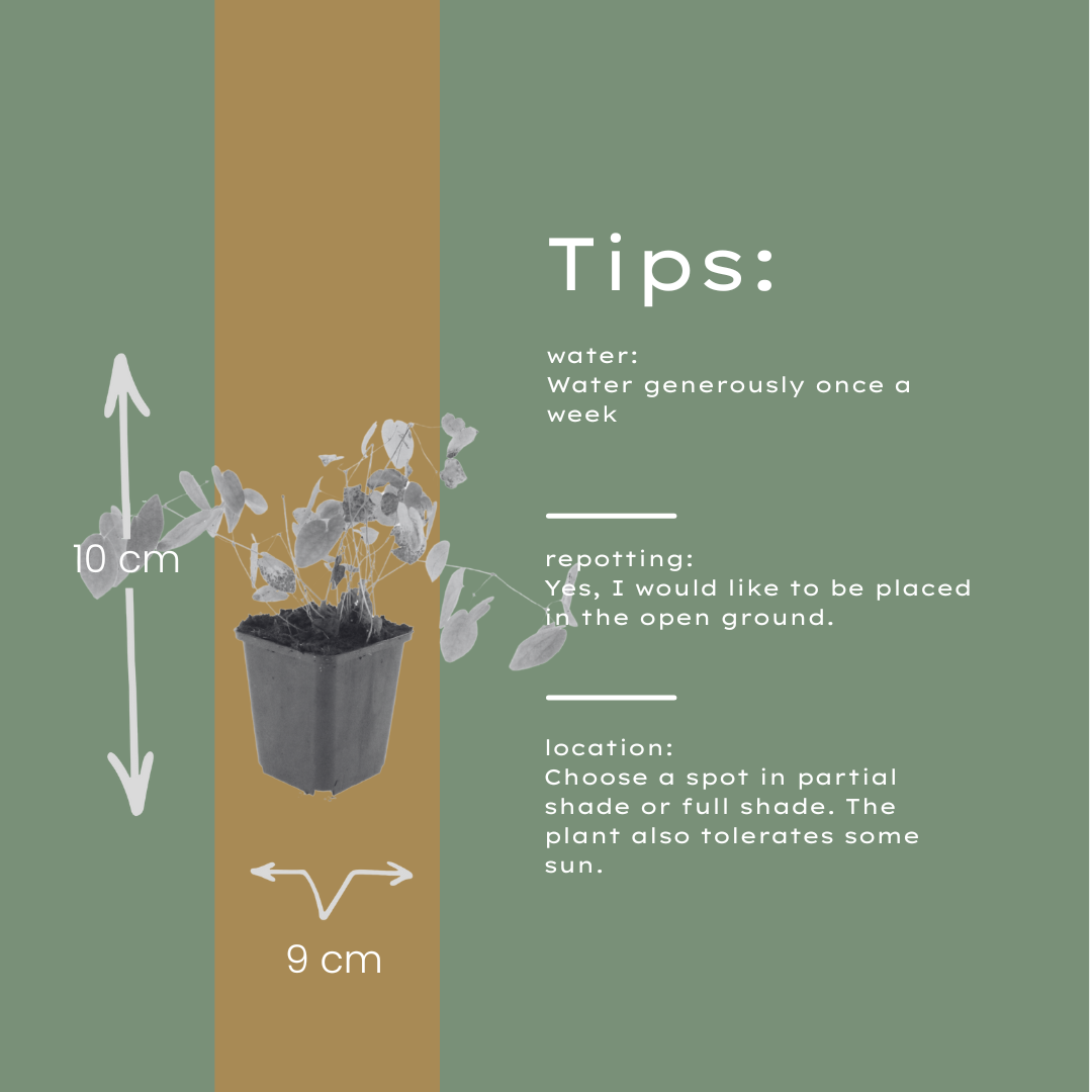 Elfenbloem 'Niveum' - set van 6 – voor tuin & terras