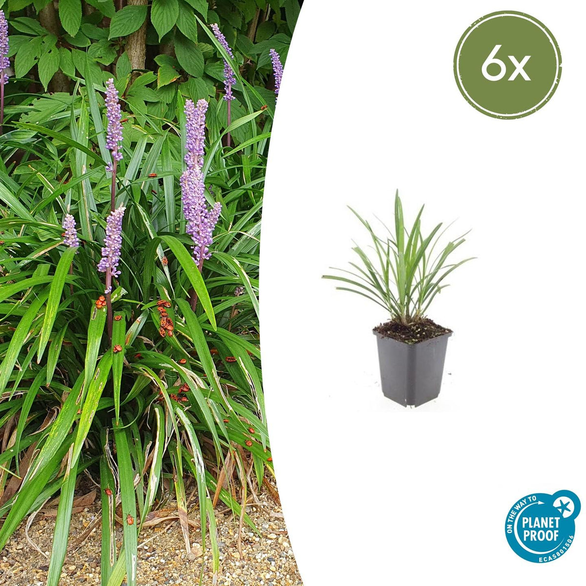 Leliegras 'Ingwersen' - set van 6 – voor tuin & terras