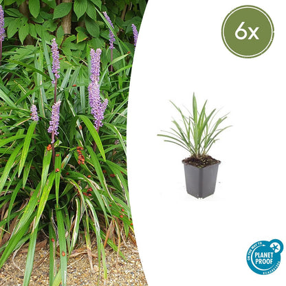 Leliegras 'Ingwersen' - set van 6 – voor tuin & terras