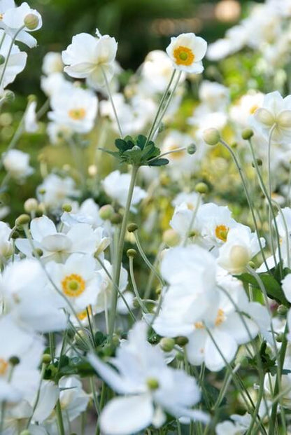 Herfstanemoon 'Honorine Jobert' - set van 6 – voor tuin & terras