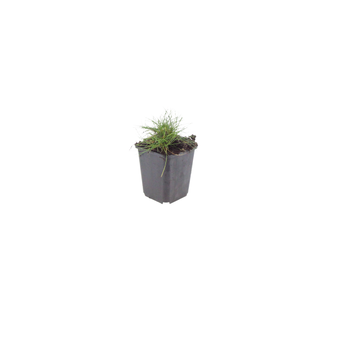 Zwenkgras (Festuca gautieri) - set van 6 – voor tuin & terras