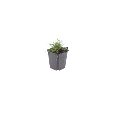 Zwenkgras (Festuca gautieri) - set van 6 – voor tuin & terras