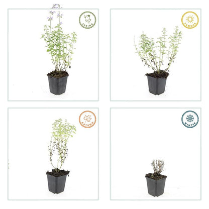 Kattenkruid 'Walker's Low' (Nepeta), productfoto 5