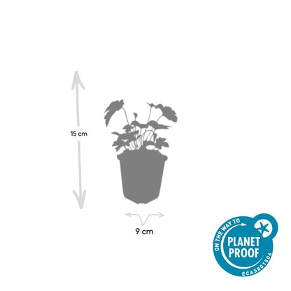Herfstanemoon 'Robustissima' - set van 6 – voor tuin & terras