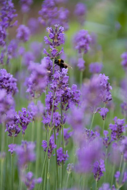 Lavendel 'Munstead' met bij