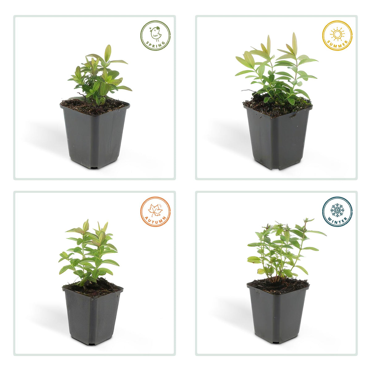 Hertshooi - set van 6 – voor tuin & terras