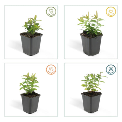 Hertshooi - set van 6 – voor tuin & terras