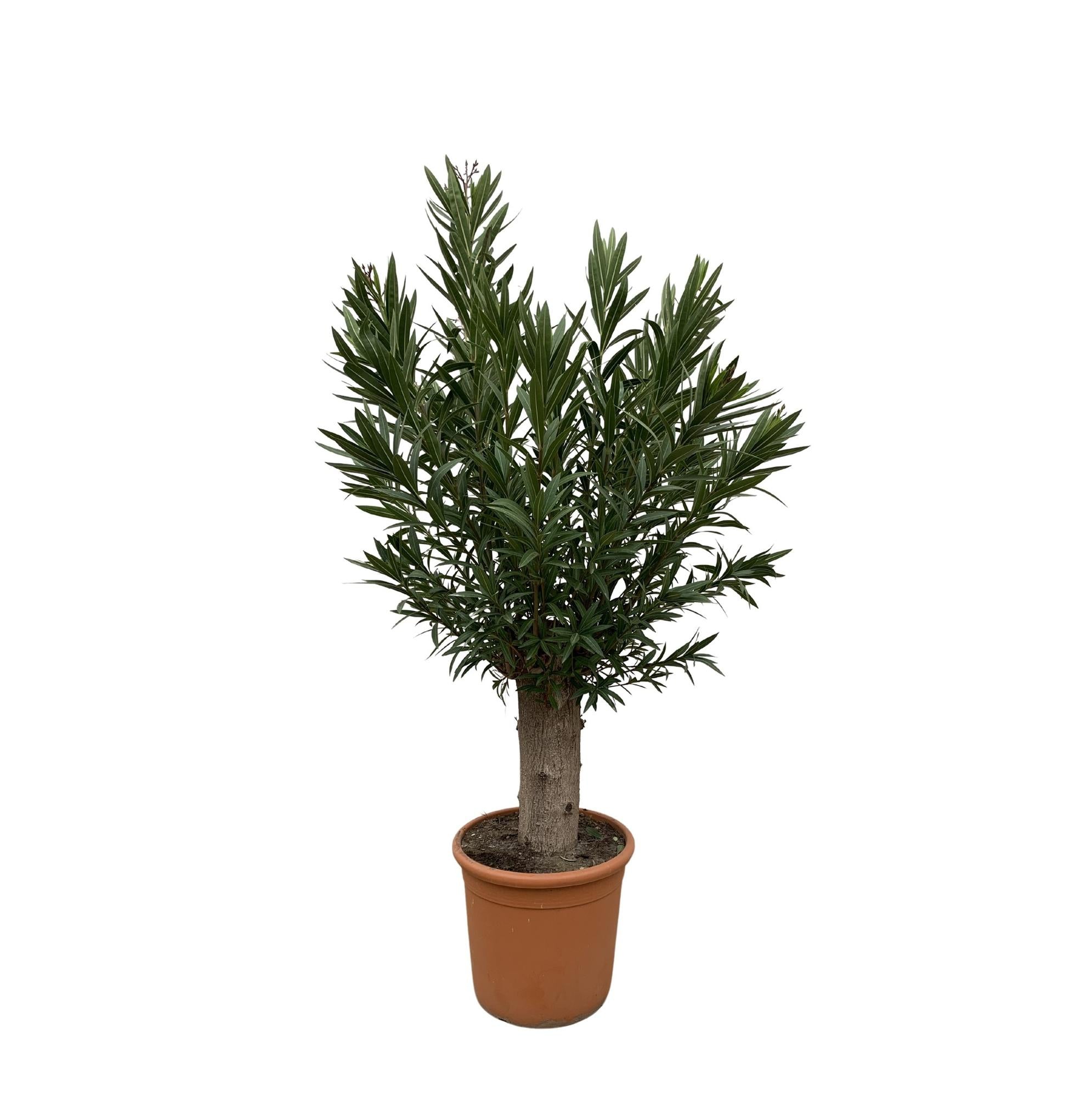 Oleander bonsai - 190 cm