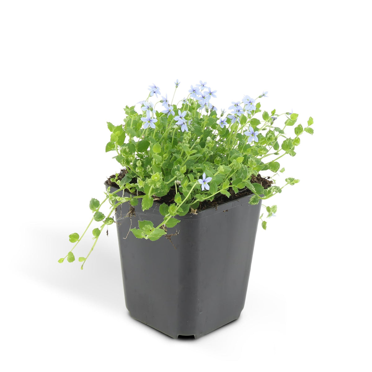 Blauw sterretje (Isotoma fluviatilis) - set van 6 – voor tuin & terras