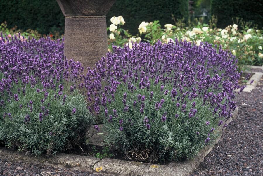 Lavendel 'Dwarf Blue' - set van 6 – voor tuin & terras