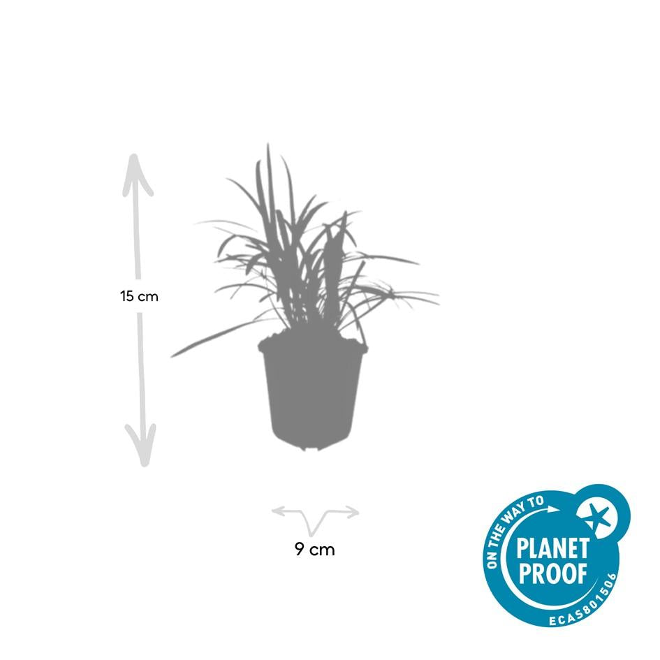 Leliegras 'Moneymaker' - set van 6 – voor tuin & terras