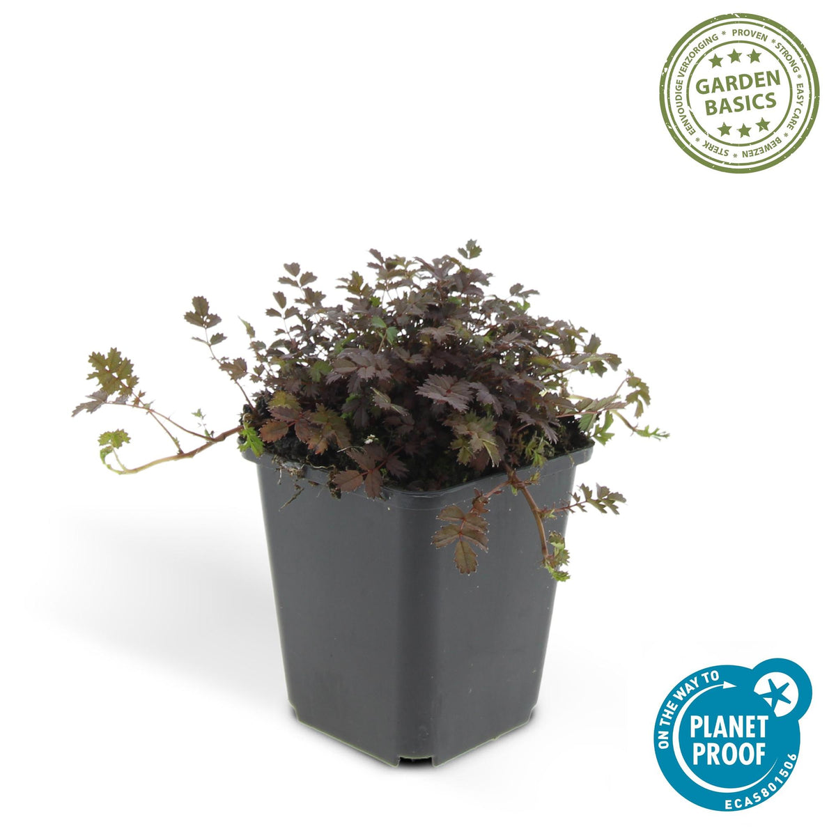 Stekelnootje 'Kupferteppich' - set van 6 – voor tuin & terras