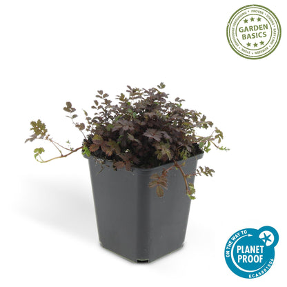 Stekelnootje 'Kupferteppich' - set van 6 – voor tuin & terras