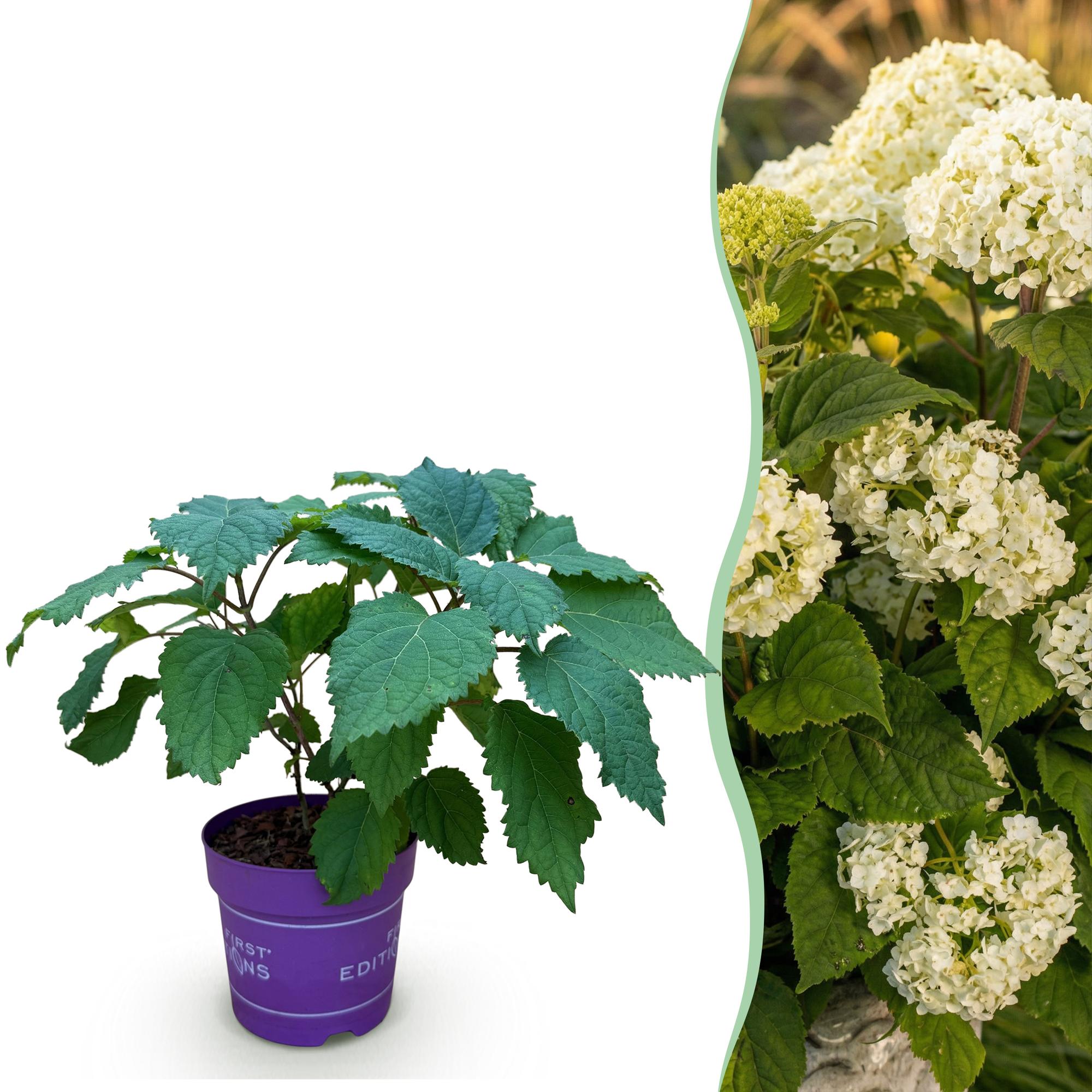 Sneeuwbalhortensia FlowerWOW wit (Hydrangea arborescens)