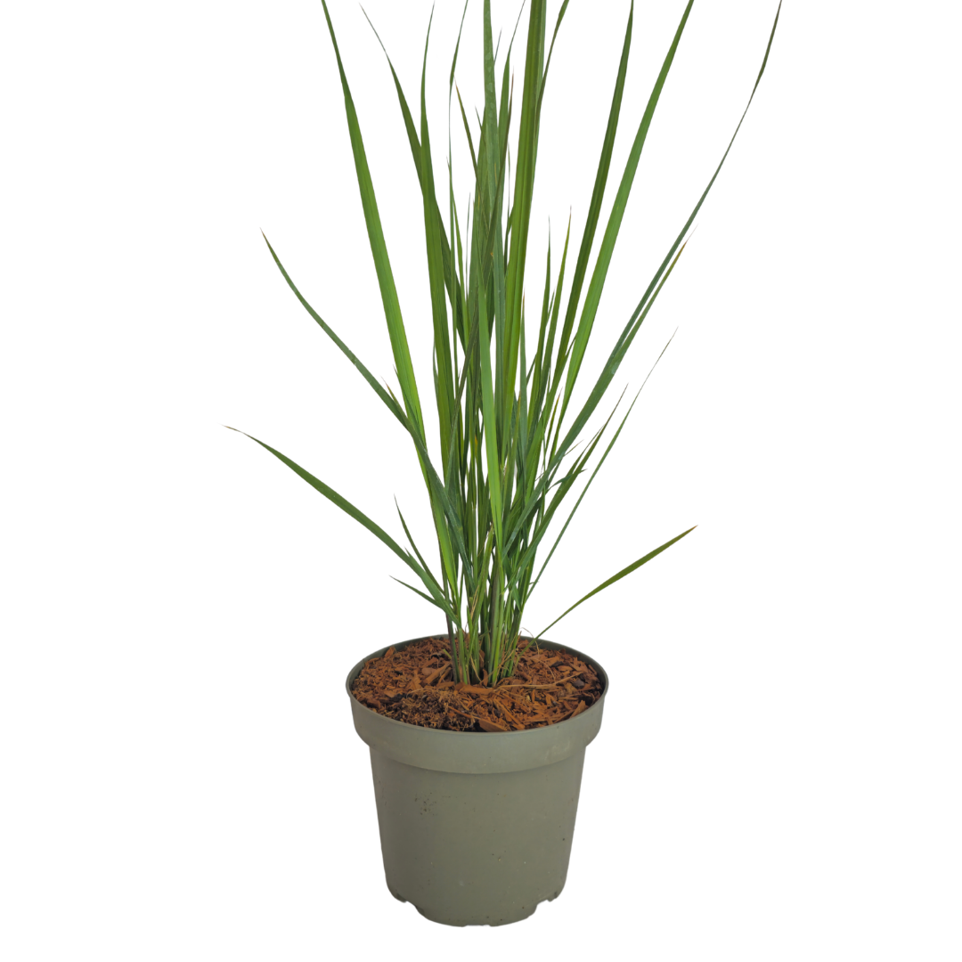Vingergras 'Northwind' - set van 3 – voor tuin & terras