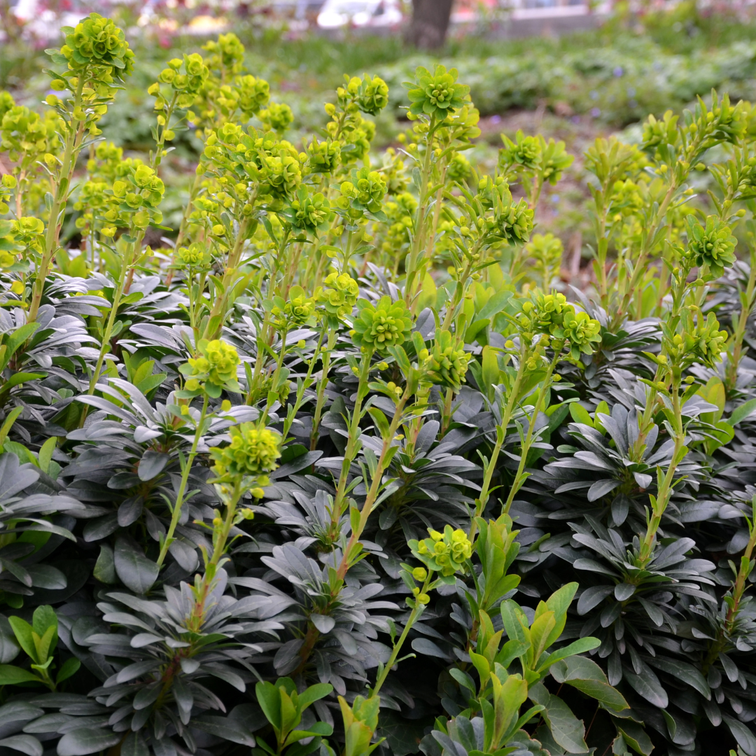 Wolfsmelk (Euphorbia amygdaloides robbiae) - set van 6 – voor tuin & terras
