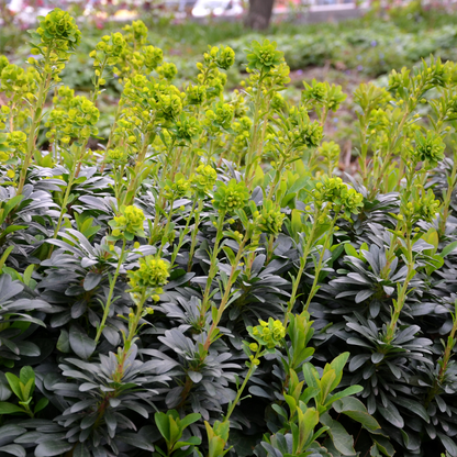 Wolfsmelk (Euphorbia amygdaloides robbiae) - set van 6 – voor tuin & terras
