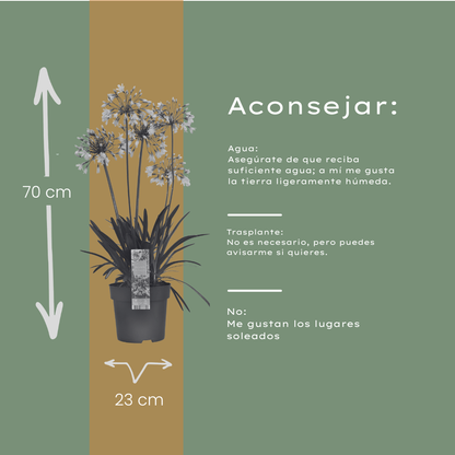 Agapanthus 'Fireworks' — Afrikaanse lelie, wit & blauw (Ø23)