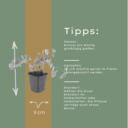 Elfenbloem 'Niveum' - set van 6 – voor tuin & terras