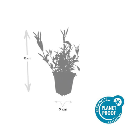 IJzerhard (Verbena bonariensis) - set van 6 – voor tuin & terras