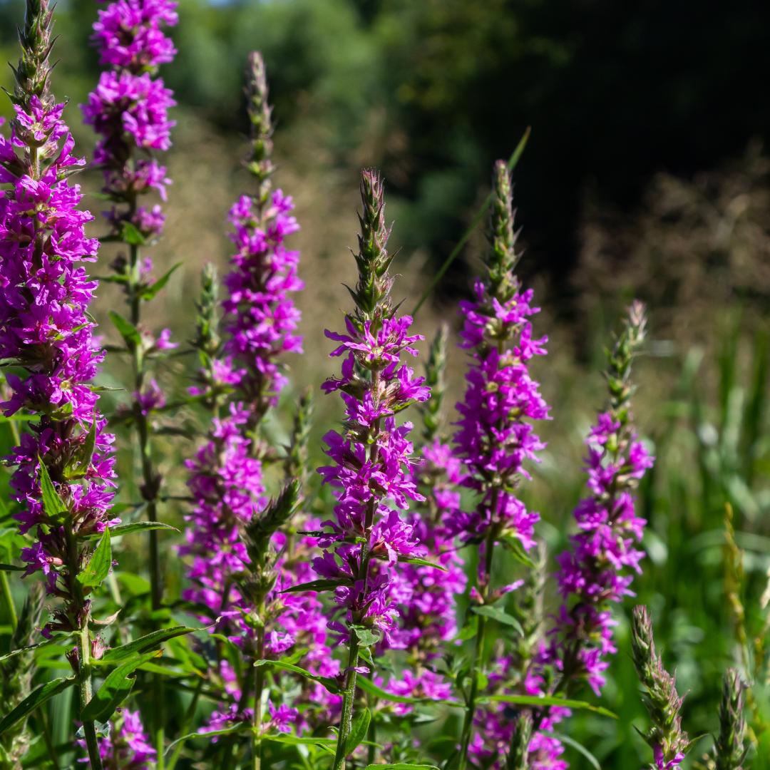 Kattenstaart (Lythrum salicaria) - set van 6 – voor tuin & terras
