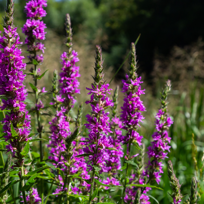 Kattenstaart (Lythrum salicaria) - set van 6 – voor tuin & terras