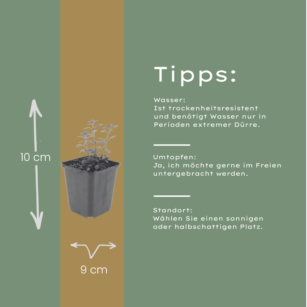 Gamander (Teucrium lucidrys) - set van 6 – voor tuin & terras
