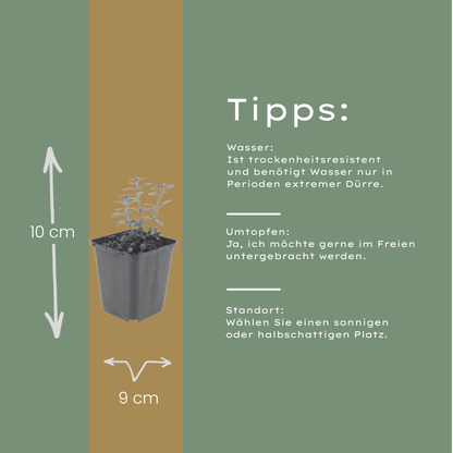 Gamander (Teucrium lucidrys) - set van 6 – voor tuin & terras