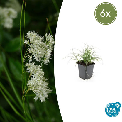 Veldbies (Luzula nivea) - set van 6 – voor tuin & terras