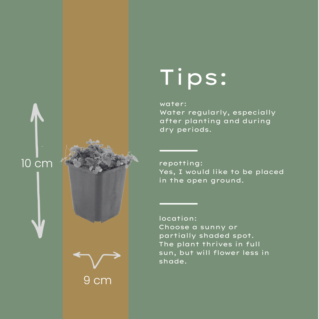 Kruipklokje - set van 6 – voor tuin & terras