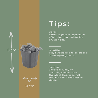 Kruipklokje - set van 6 – voor tuin & terras