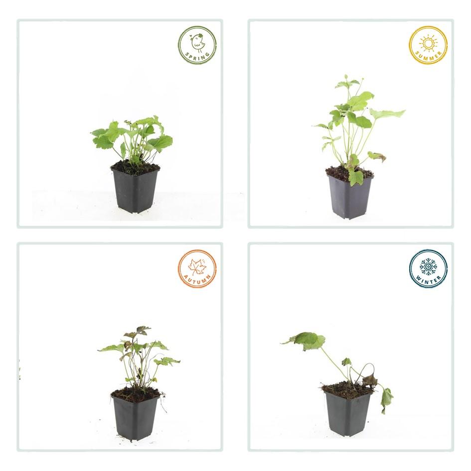Herfstanemoon 'Honorine Jobert' - set van 6 – voor tuin & terras