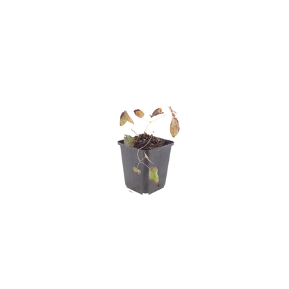 Elfenbloem (Epimedium rubrum) - set van 6 – voor tuin & terras