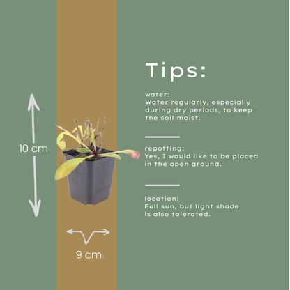 Zonnekruid 'Moerheim Beauty' - set van 6 – voor tuin & terras