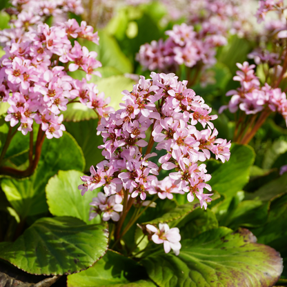 Schoenlappersplant (Bergenia cordifolia) - set van 6 – voor tuin & terras