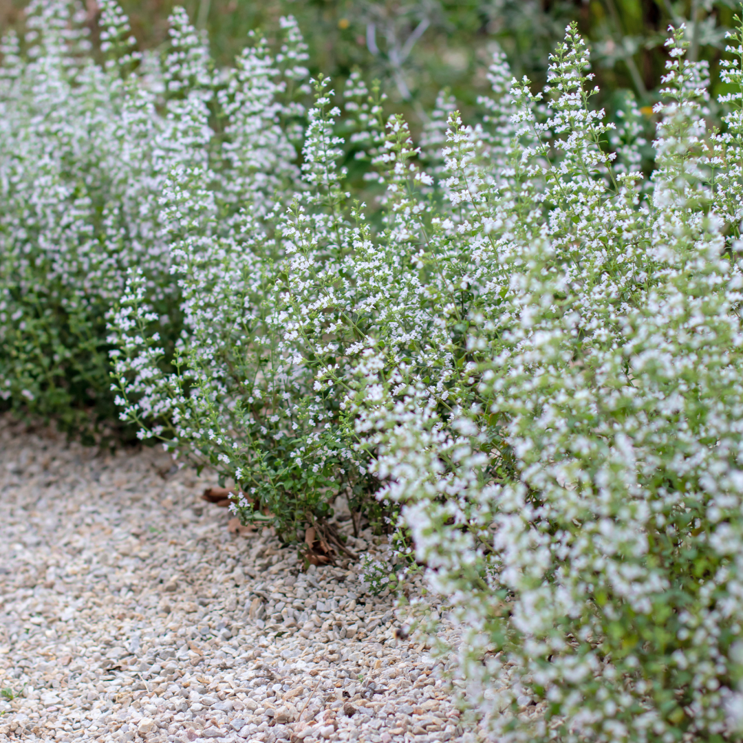 Bergsteentijm - set van 6 – voor tuin & terras