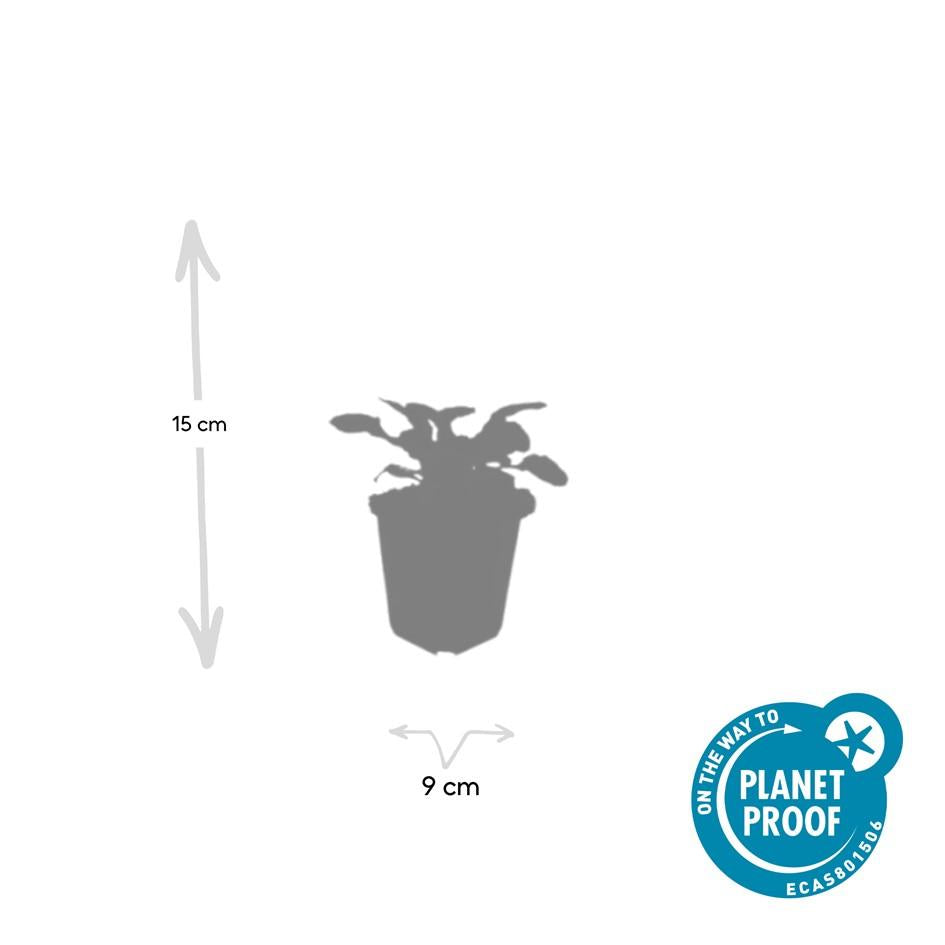 Kruipend zenegroen 'Catlin's Giant' - set van 6 – voor tuin & terras