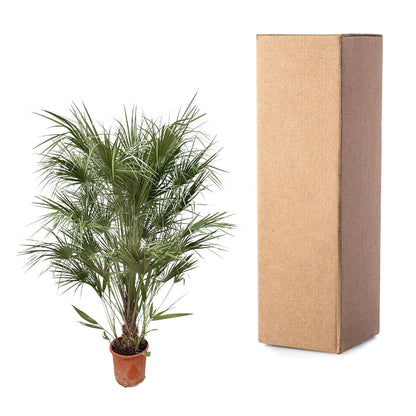 Chamaerops Humilis struik — Europese waaierpalm 170 cm