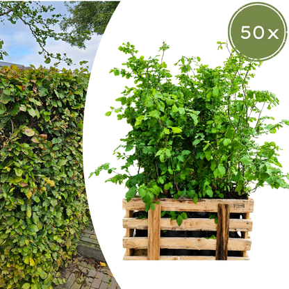 Palletdeal Haagplanten:  50 Fagus sylvatica ↕60-80 - Ø 19cm | Mini Pallet