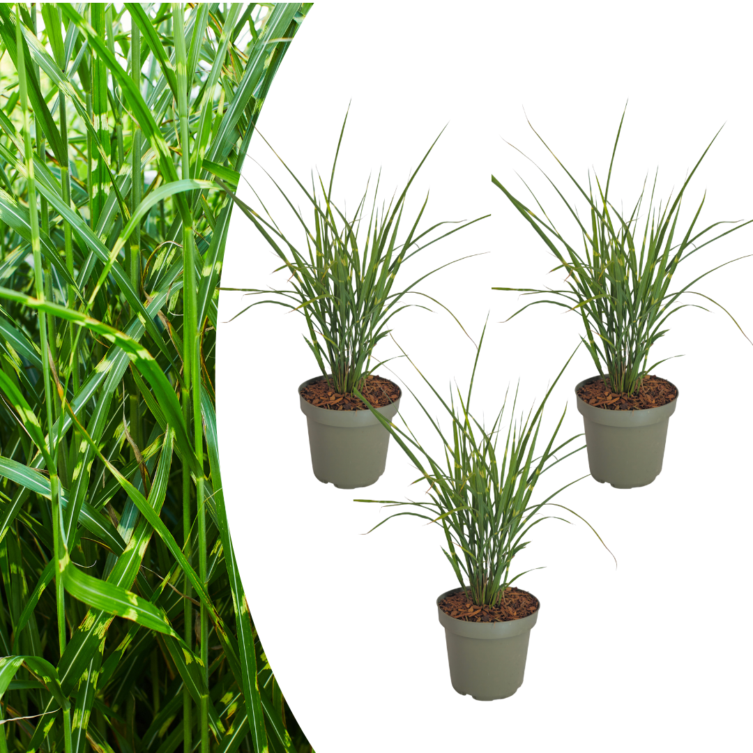 Prachtriet 'Zebrinus' (zebragras) - set van 3 – voor tuin & terras