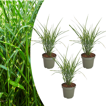 Prachtriet 'Zebrinus' (zebragras) - set van 3 – voor tuin & terras