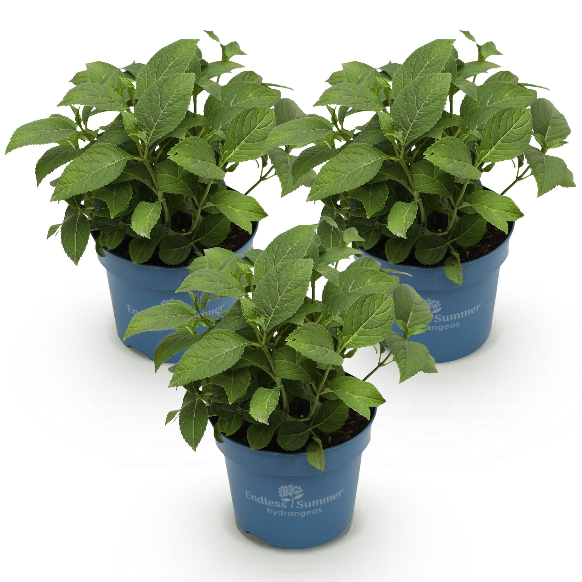 Boerenhortensia Endless Summer (Hydrangea macrophylla) - set van 3