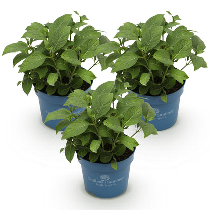 Boerenhortensia Endless Summer (Hydrangea macrophylla) - set van 3