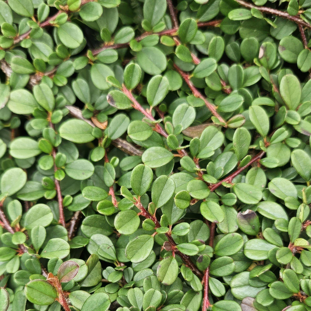 Dwergmispel 'Streib's Findling' - set van 6 – voor tuin & terras