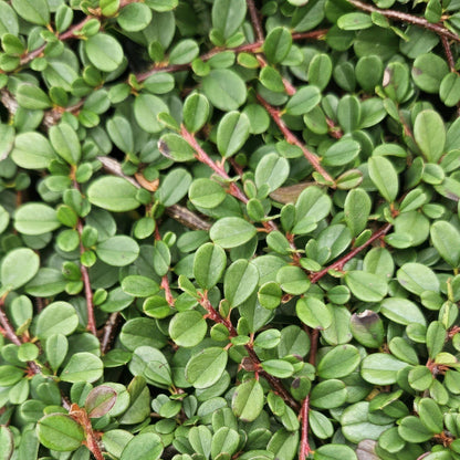 Dwergmispel 'Streib's Findling' - set van 6 – voor tuin & terras