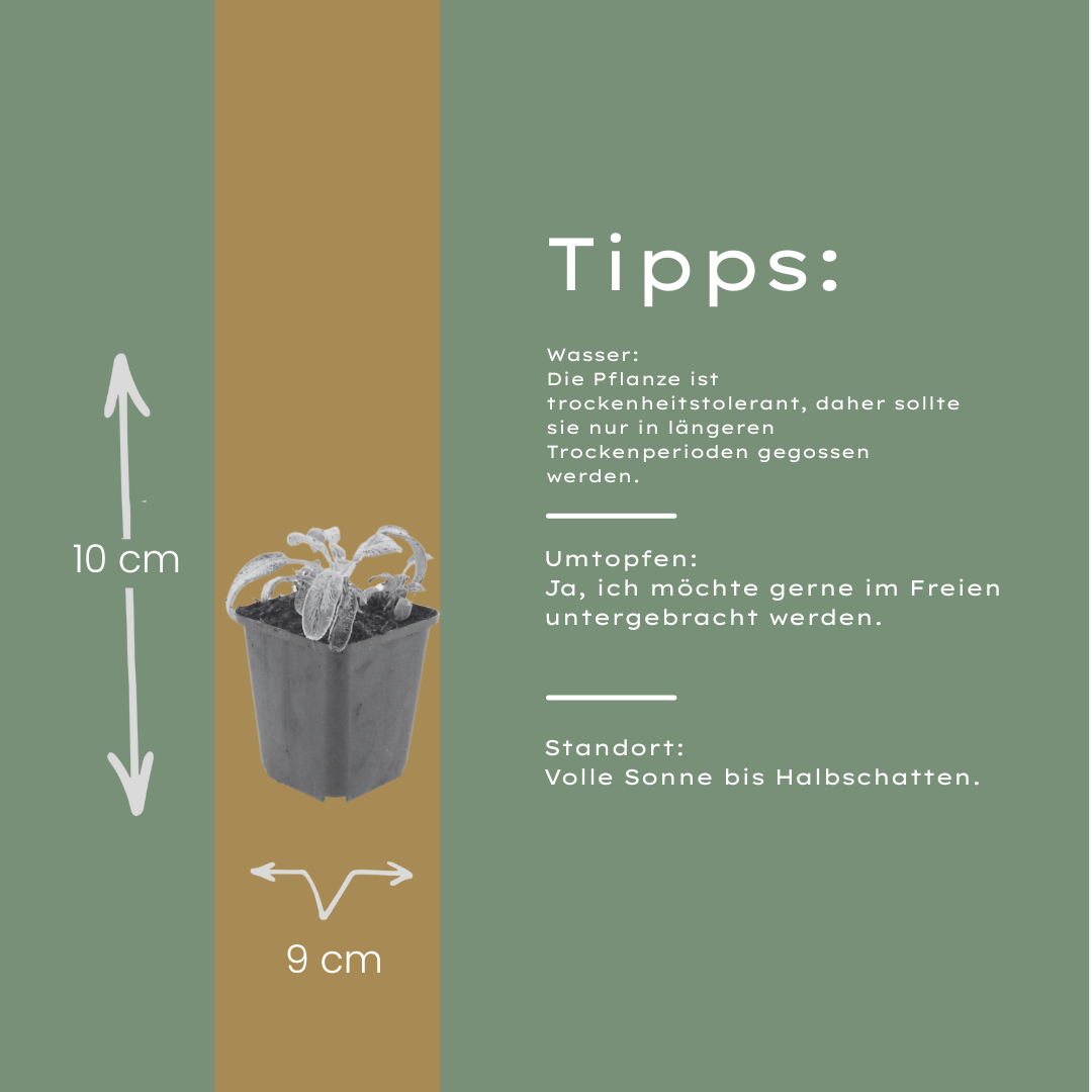 Ezelsoor 'Silver Carpet' - set van 6 – voor tuin & terras