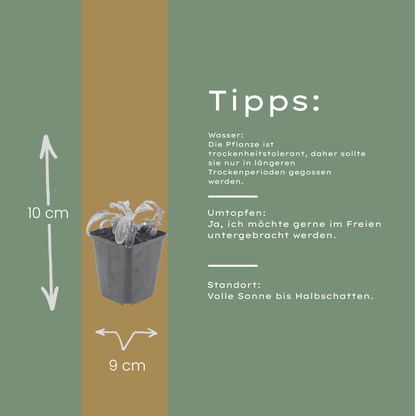 Ezelsoor 'Silver Carpet' - set van 6 – voor tuin & terras