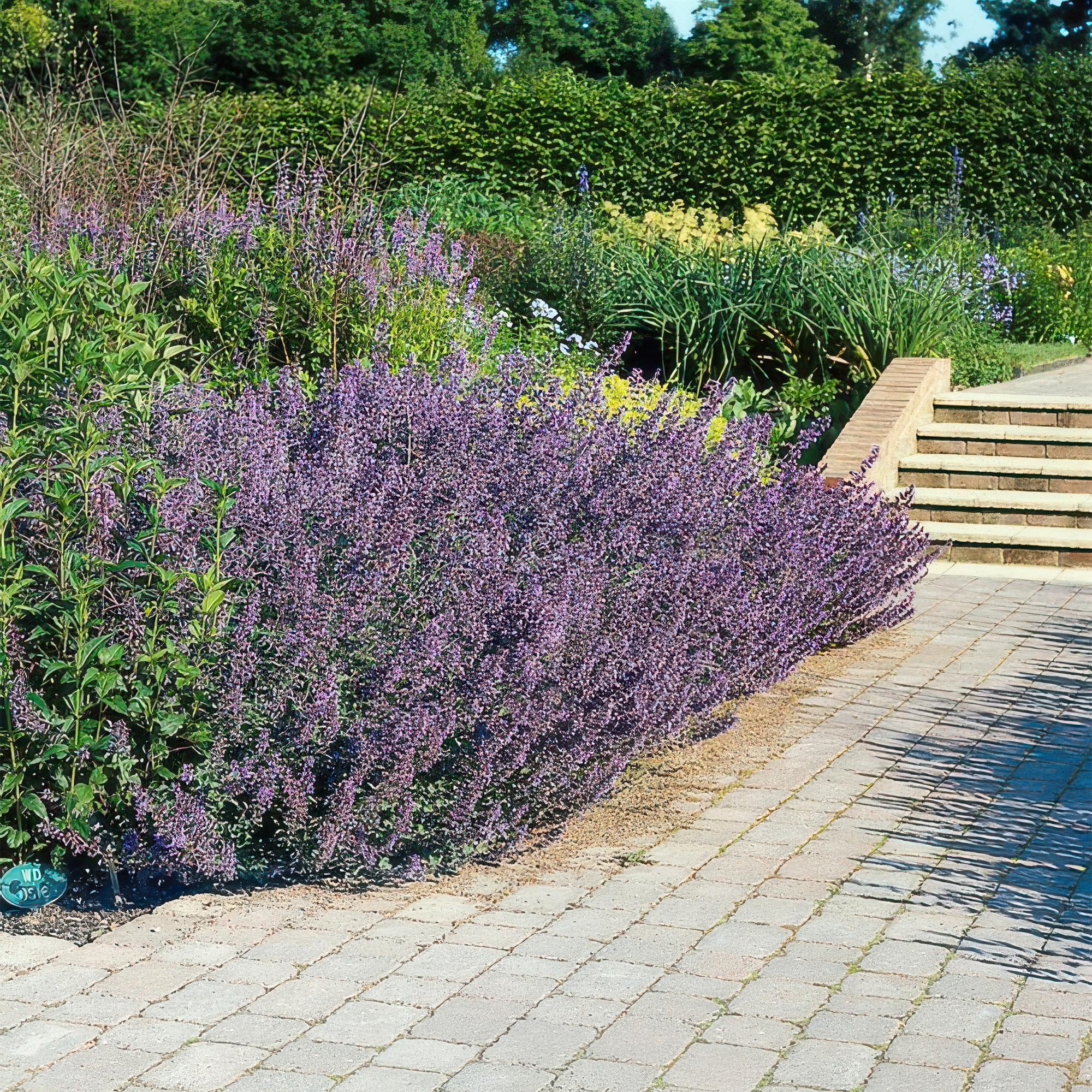 Kattenkruid 'Six Hills Giant' (Nepeta)