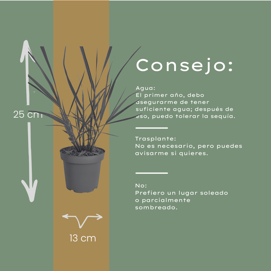Vingergras 'Rotstrahlbusch' - set van 3 – voor tuin & terras