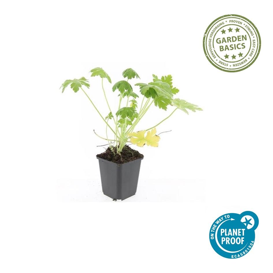 Ooievaarsbek 'Spessart' - set van 6 – voor tuin & terras